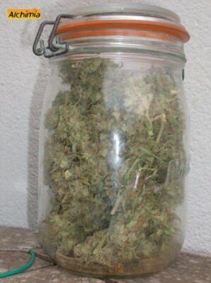 Cómo conservar semillas de marihuana - Kannabia