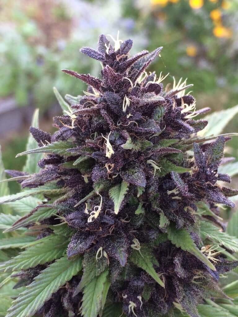 Violeta [Ace Seeds] : cannabisseeds