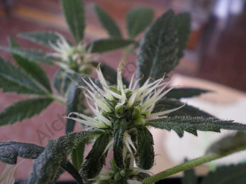 Qué son y cómo se clasifican las semillas de marihuana? - Noticias Uruguay,  LARED21 Diario Digital